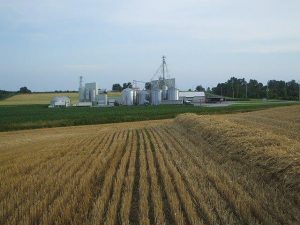 Post harvest, north side of plant